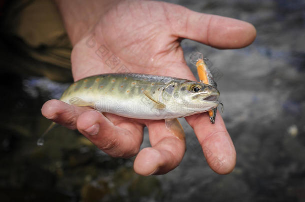 在一条山河里捕获野生鳟鱼。 特写镜头。