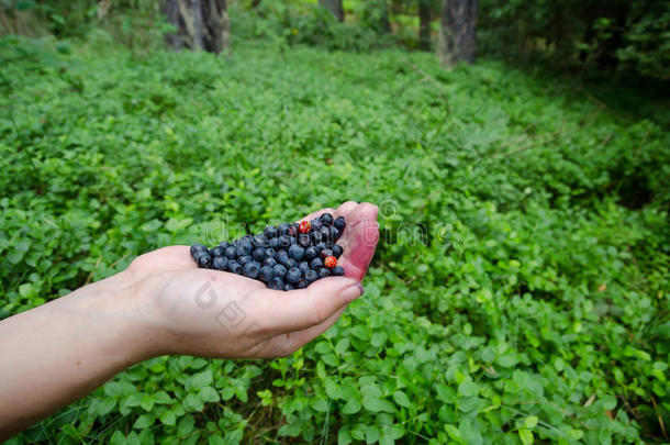 新鲜采摘的野生蓝莓在森林背景