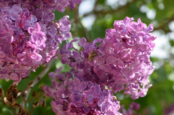 蜜蜂和黄蜂在丁香上。 淡紫色的毛茸茸的苍蝇。 昆虫授粉者。