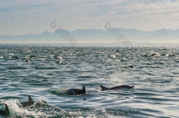 海洋中的海豚群