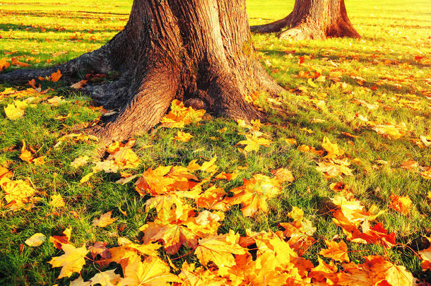 秋天的叶子在秋天的树下日落-秋天的公园在下，秋天的叶子在地上