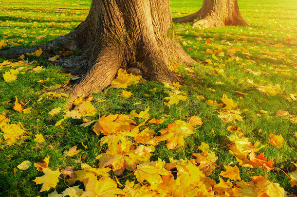 秋叶在秋树下日落-秋公园在阳光下，秋天的叶子在地上