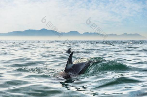 海洋中的海豚