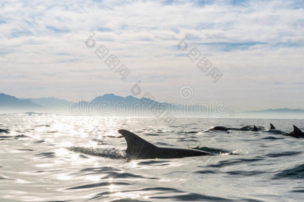 一群海豚在海里游泳