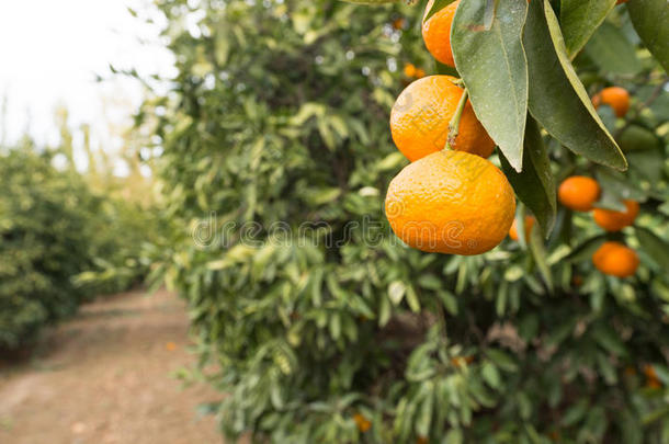生鲜食品水果橘子成熟农业农场橘子园