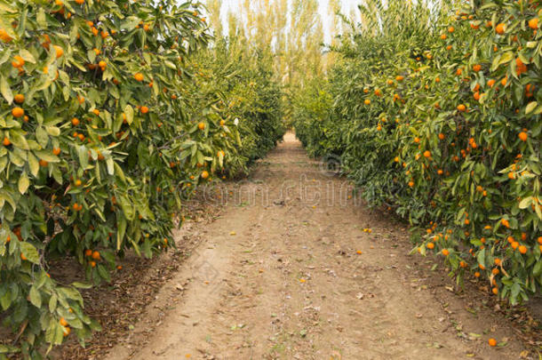 生鲜食品水果橘子成熟农业农场橘子园