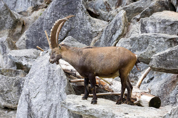 高山ibex，Capraibexibex，是高山草地的骄傲