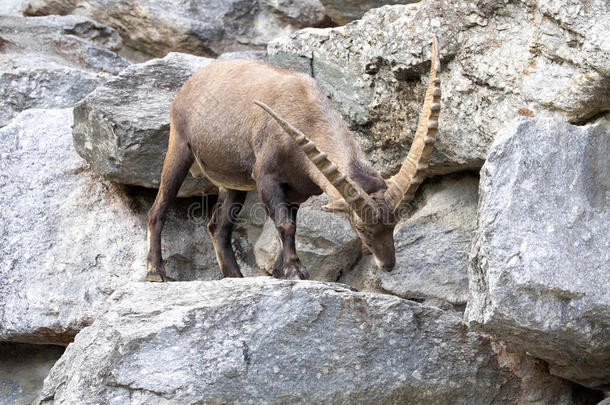 高山ibex，Capraibexibex，是高山草地的骄傲