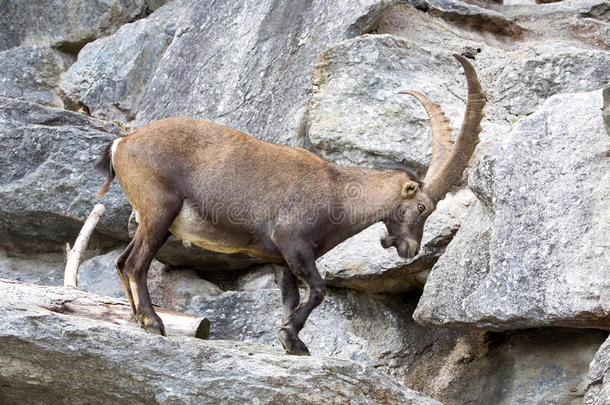 高山ibex，Capraibexibex，是高山草地的骄傲