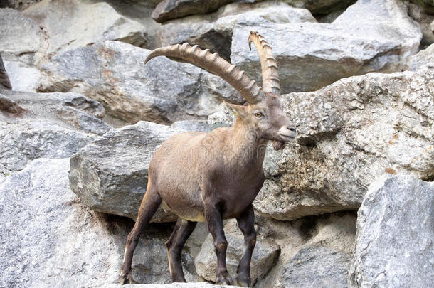 高山ibex，Capraibexibex，是高山草地的骄傲