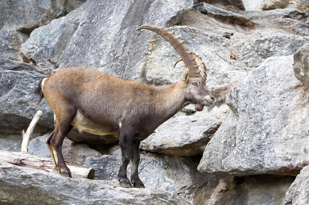 高山ibex，Capraibexibex，是高山草地的骄傲