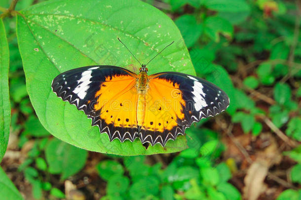 蝴蝶。花上的蝴蝶。热带花园里的蝴蝶。
