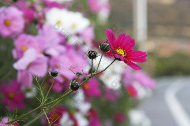 格桑花