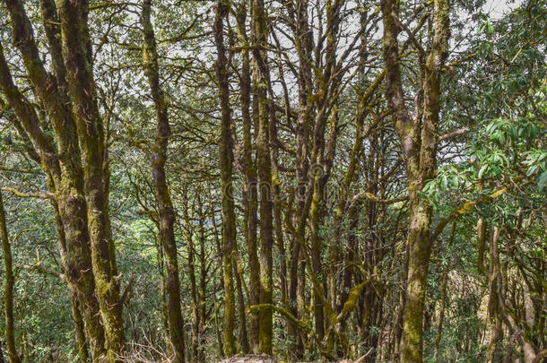 宾萨野生动物保护区的森林树木