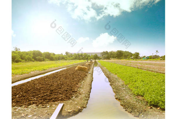 园丁工作农业肥料有机<strong>蔬菜图片</strong>