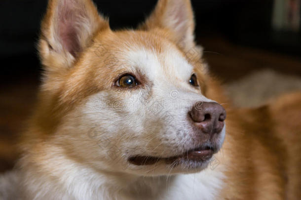 美丽的橙色白色毛茸茸的狗室内宠物肖像温暖