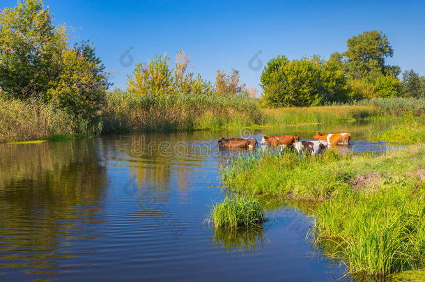 在乌克兰梅拉河夏季进行水处理的奶牛