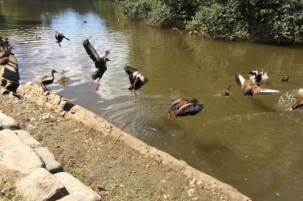 奥杜邦公园里一群黑腹呼啸的鸭子