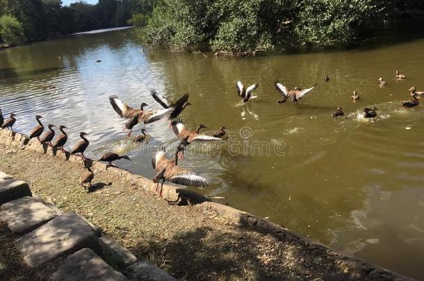 奥杜邦公园里一群黑腹呼啸的鸭子