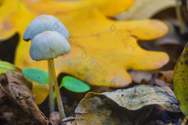 <strong>秋天</strong>天气<strong>里树林里</strong>美丽的蘑菇