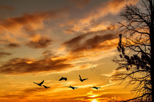 日落或日出时金色的天空，有飞鸟的自然背景