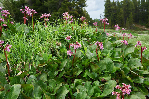 叶芝(BergeniaCrassifolia，Badan，西伯利亚T