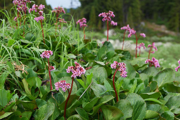 叶芝(BergeniaCrassifolia，Badan，西伯利亚T