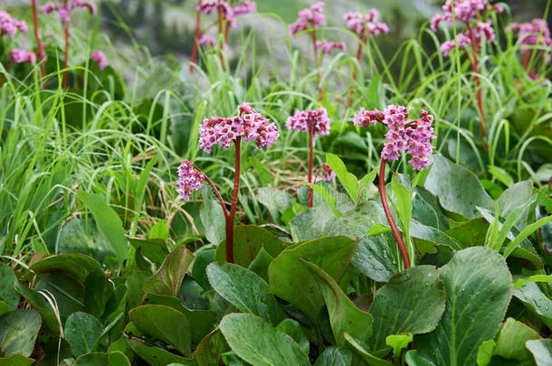 叶芝(BergeniaCrassifolia，Badan，西伯利亚T