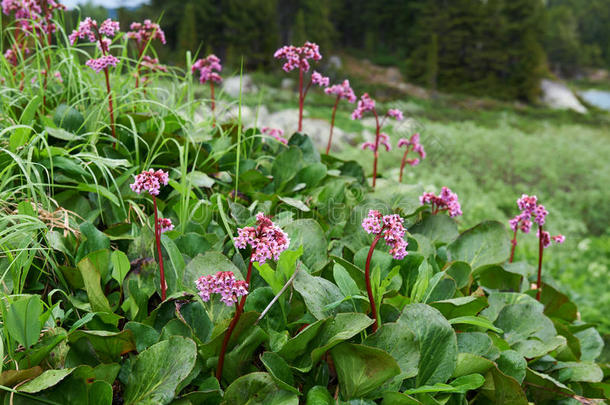 叶芝(BergeniaCrassifolia，Badan，西伯利亚T