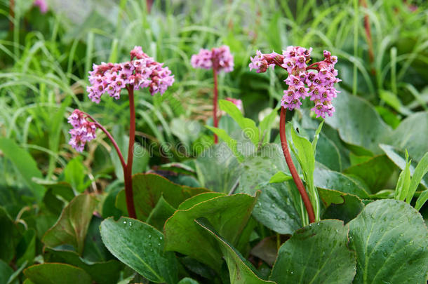 叶芝(BergeniaCrassifolia，Badan，西伯利亚T