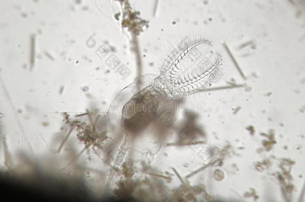 浮游植物中的淡水轮虫或轮虫