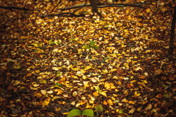 森林里地上的秋叶黄绿相间