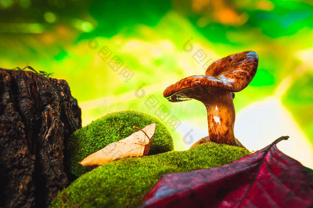 新鲜的山雀蘑菇生长在苔藓上的树林里