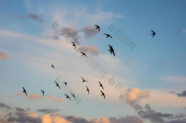 一群<strong>鸟飞过</strong>炽热的日落<strong>天空</strong>。 夏天的秋天场景。 水平图片