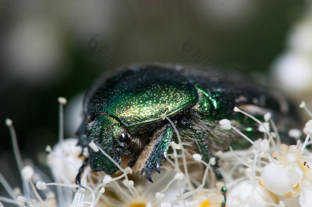 白色花朵上的绿色chafer甲虫。 西托尼亚极光极端宏观特写镜头
