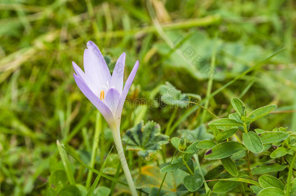 秋天开花秋水仙科秋水仙素番红花