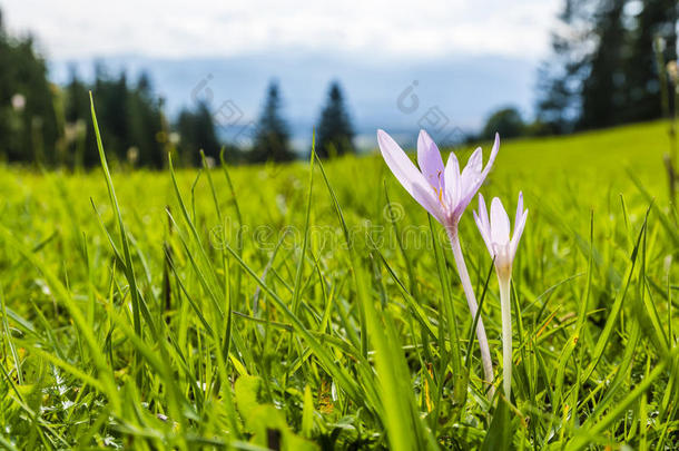 在绿色的草地上绽放两朵花。
