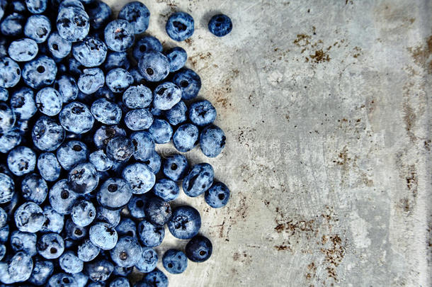 新鲜采摘的蓝莓。 有机的