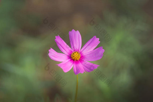 美丽的宇宙花在花园里盛开