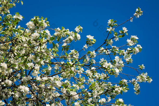 绽放在大自然的春天，<strong>花朵蓝天</strong>的<strong>背景</strong>