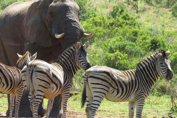 非洲的<strong>大象</strong>和斑马。