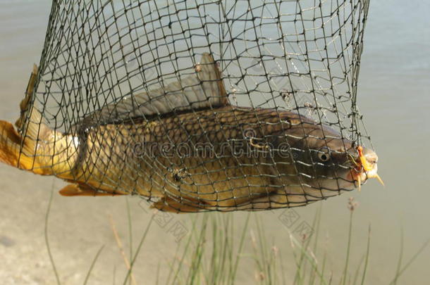 鲤鱼在网中捕获