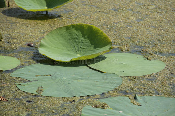 户外池塘里的绿色荷叶
