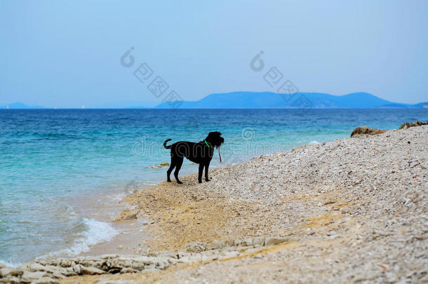 狗在海边玩耍