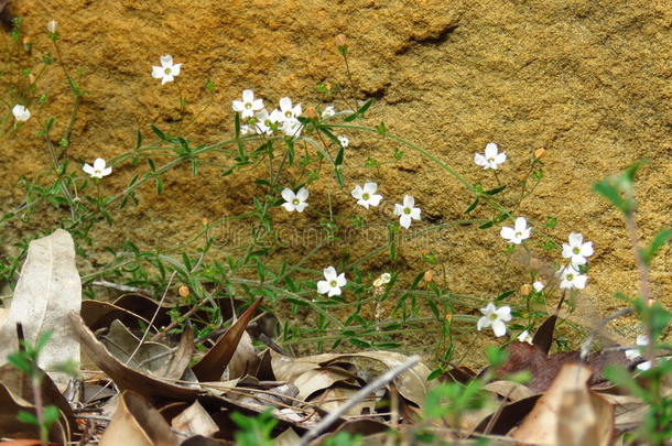 娇嫩的白色野花对抗灌木岩石