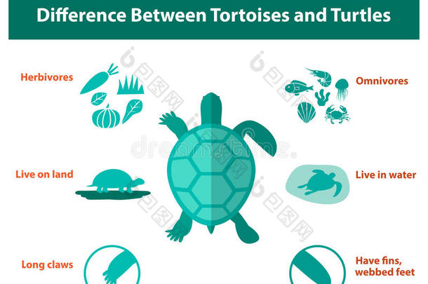 乌龟和乌龟的区别，矢量