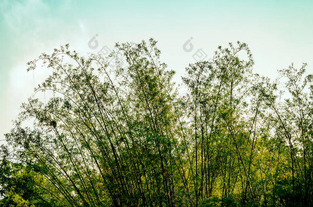 蓝天上的绿色竹林