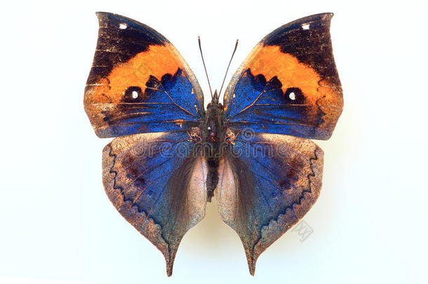 动物亚洲亚洲的背景蝴蝶