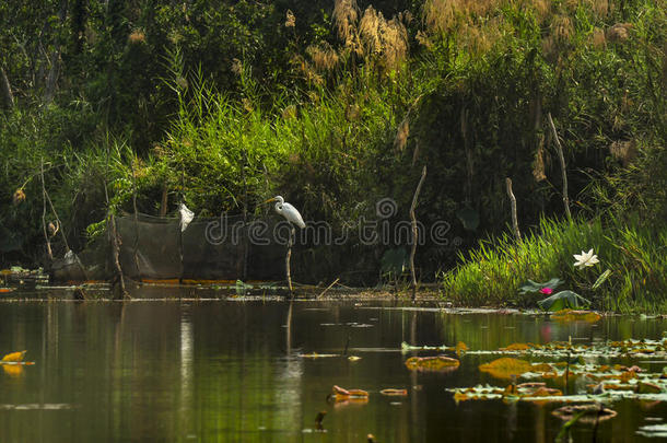 白鹭鸟站在湖中水鸟公园的高跷上