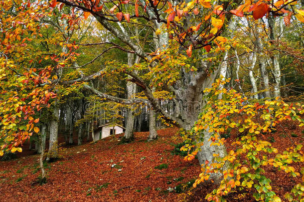 风景森林的秋季景观全景